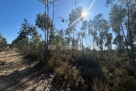 Helårsgrund i Tomar, Santarem, Tomar - € 9.900 | Ref: 01227-24 - foto 24