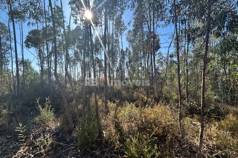 Helårsgrund i Tomar, Santarem, Tomar - € 9.900 | Ref: 01227-24 - foto 26