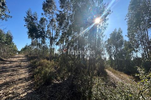 Helårsgrund i Tomar, Santarem, Tomar - € 9.900 | Ref: 01227-24 - foto 27