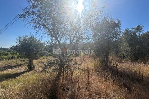 Helårsgrund i Tomar, Santarem, Tomar - € 9.900 | Ref: 01227-24 - foto 28