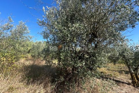 Helårsgrund i Tomar, Santarem, Tomar - € 9.900 | Ref: 01227-24 - foto 29
