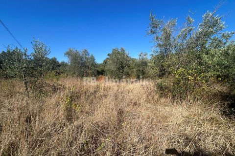 Helårsgrund i Tomar, Santarem, Tomar - € 9.900 | Ref: 01227-24 - foto 30