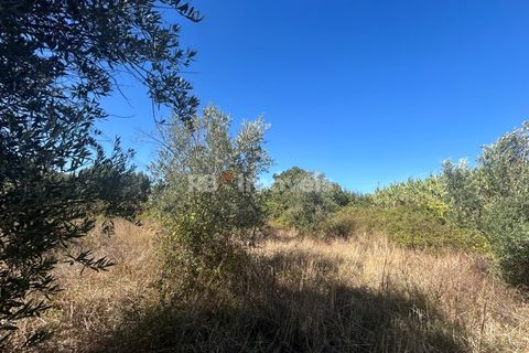 Helårsgrund i Tomar, Santarem, Tomar - € 9.900 | Ref: 01227-24 - foto 32