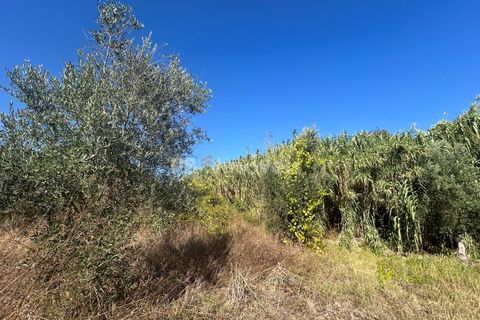 Helårsgrund i Tomar, Santarem, Tomar - € 9.900 | Ref: 01227-24 - foto 37