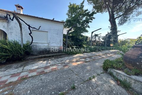 Farm i Tomar, Santarem, Tomar - € 160.000 | Ref: 01274-24 - foto 11