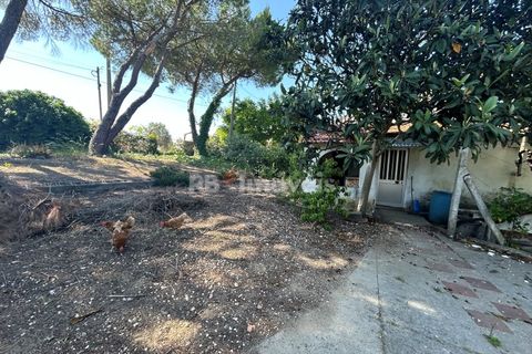 Farm i Tomar, Santarem, Tomar - € 160.000 | Ref: 01274-24 - foto 12