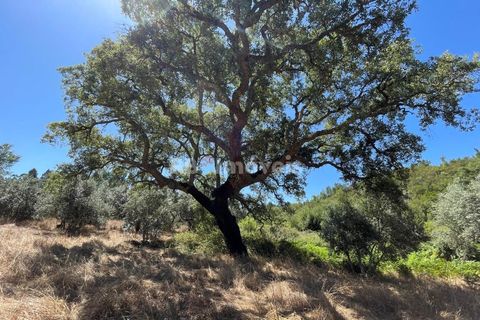 Terra a Gaviao, Portalegre, Gaviao - € 62.000 | Ref: 01358-24 - foto 3