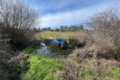 Terra a Ninho do Acor, Castelo Branco, Ninho do Acor - € 69.000 | Ref: 125006 - foto 4