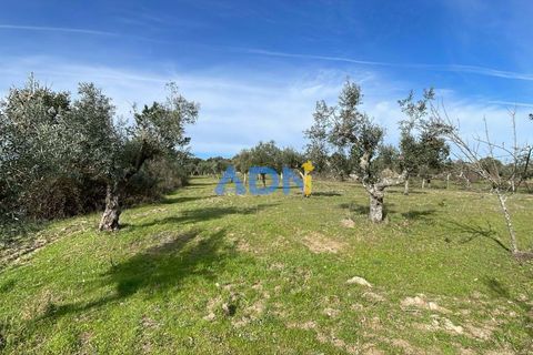 Terra a Ninho do Acor, Castelo Branco, Ninho do Acor - € 69.000 | Ref: 125006 - foto 7