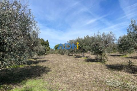 Terra a Ninho do Acor, Castelo Branco, Ninho do Acor - € 69.000 | Ref: 125006 - foto 11