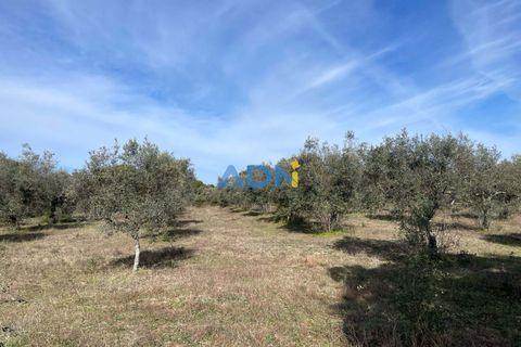 Terra a Ninho do Acor, Castelo Branco, Ninho do Acor - € 69.000 | Ref: 125006 - foto 14