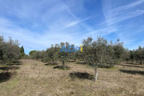 Terra a Ninho do Acor, Castelo Branco, Ninho do Acor - € 69.000 | Ref: 125006 - foto 15