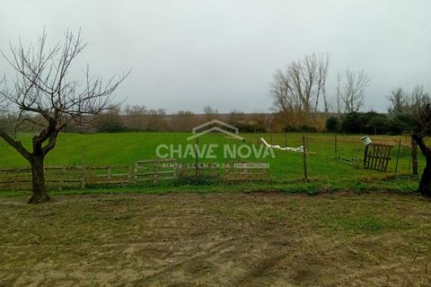 Farm i Mora, Evora, Mora - € 165.000 | Ref: SXL/00165 - foto 5