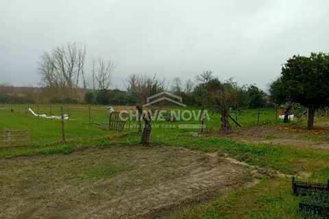 Farm i Mora, Evora, Mora - € 165.000 | Ref: SXL/00165 - foto 6