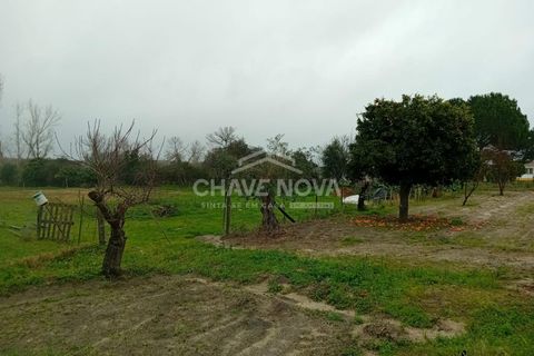 Farm i Mora, Evora, Mora - € 165.000 | Ref: SXL/00165 - foto 9