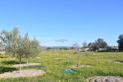 Villa i Noto, Siracusa, Noto - € 445.000 | Ref: SC 28 - foto 47