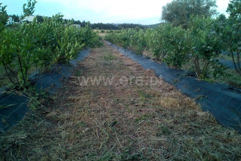 Helårsgrund i Covilha, Castelo Branco, Covilha - € 103.500 | Ref: 111250007 - foto 19