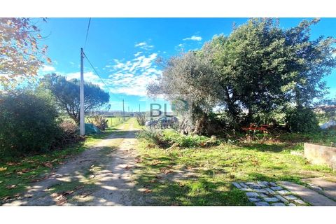 Farm i Canaviais, Evora, Canaviais - € 650.000 | Ref: MAS_493 - foto 7