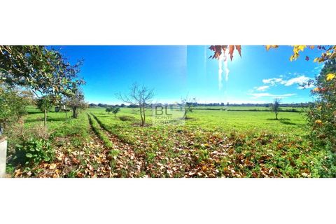 Farm i Canaviais, Evora, Canaviais - € 650.000 | Ref: MAS_493 - foto 8