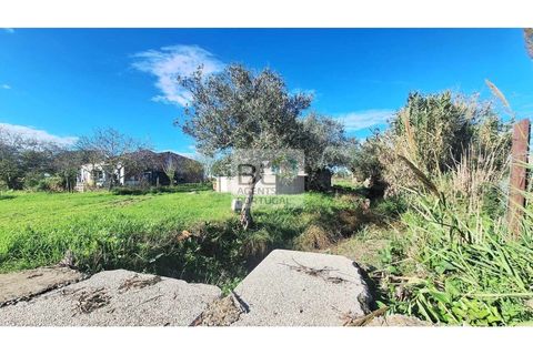 Farm i Canaviais, Evora, Canaviais - € 650.000 | Ref: MAS_493 - foto 13