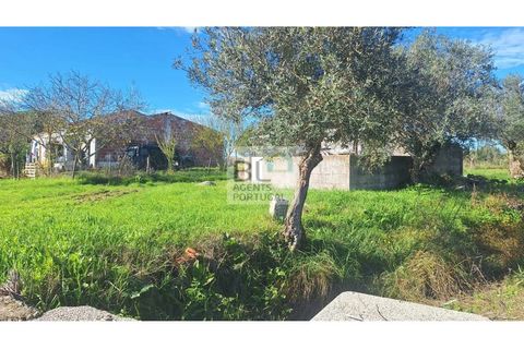 Farm i Canaviais, Evora, Canaviais - € 650.000 | Ref: MAS_493 - foto 14