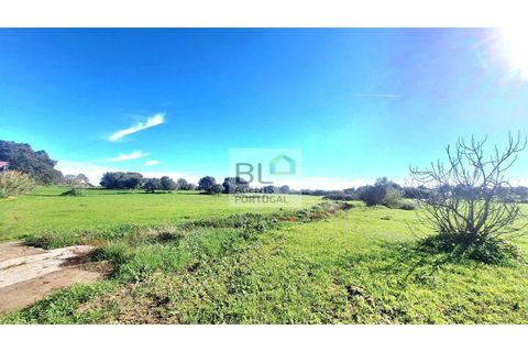 Farm i Canaviais, Evora, Canaviais - € 650.000 | Ref: MAS_493 - foto 18