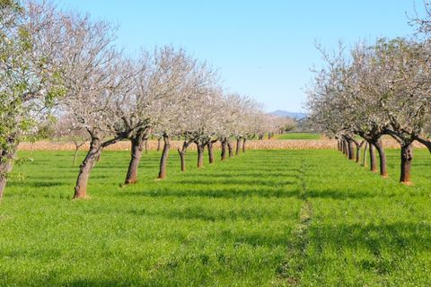 Rækkehus i Santa Margalida, Mallorca, Santa Margalida - € 1.200.000 | Ref: CPF20680CPF4a - foto 21