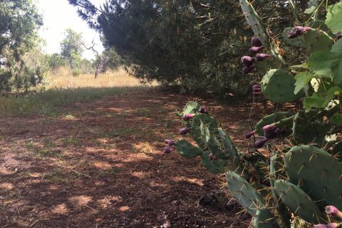Helårsgrund i Lagoa, Faro, Lagoa - € 95.000 | Ref: 132 - foto 5