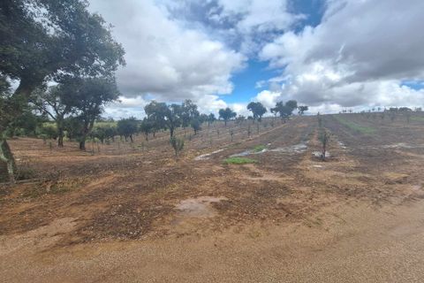 Masia a Serpa, Beja, Serpa - € 1.500.000 | Ref: 0307 - foto 38
