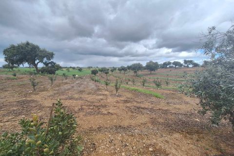 Masia a Serpa, Beja, Serpa - € 1.500.000 | Ref: 0307 - foto 41