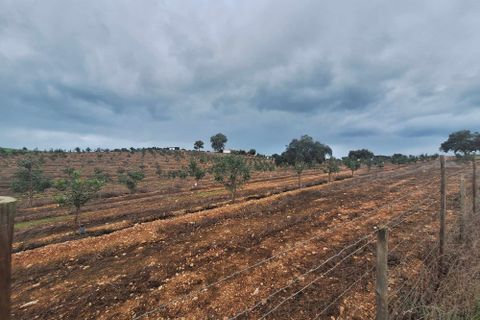 Masia a Serpa, Beja, Serpa - € 1.500.000 | Ref: 0307 - foto 47