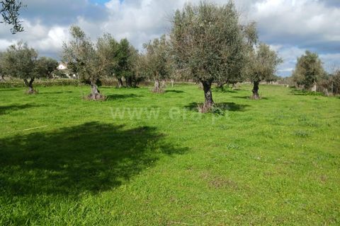 Helårsgrund i Nisa, Portalegre, Nisa - € 15.000 | Ref: 102250033 - foto 3