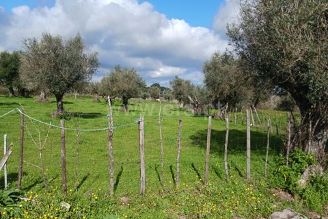Helårsgrund i Nisa, Portalegre, Nisa - € 15.000 | Ref: 102250033 - foto 4