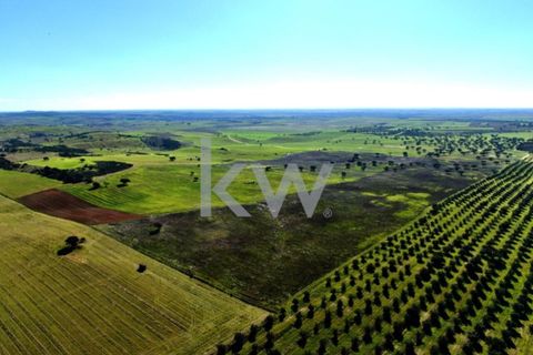 Terra a Castro Verde, Beja, Castro Verde - € 460.000 | Ref: KWPT-009281 - foto 9