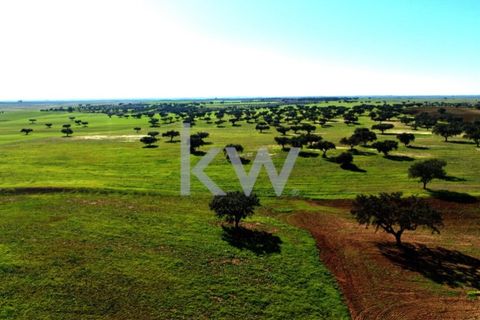 Terra a Castro Verde, Beja, Castro Verde - € 460.000 | Ref: KWPT-009281 - foto 22