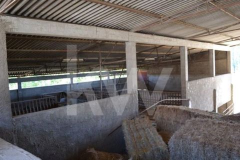 Farm i Boidobra, Castelo Branco, Boidobra - € 1.150.000 | Ref: 1217-3069 - foto 3