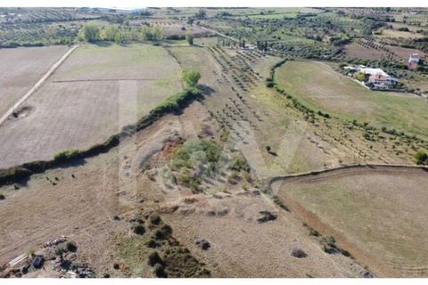 Farm i Ladoeiro, Castelo Branco, Ladoeiro - € 680.000 | Ref: 1217-3079 - foto 45