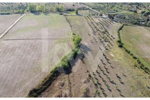 Farm i Ladoeiro, Castelo Branco, Ladoeiro - € 680.000 | Ref: 1217-3079 - foto 46