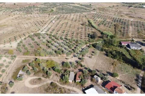 Farm i Ladoeiro, Castelo Branco, Ladoeiro - € 680.000 | Ref: 1217-3079 - foto 49