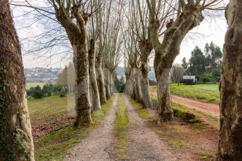 Villa i Agueda, Aveiro, Agueda - € 1.900.000 | Ref: 1217-2163 - foto 14