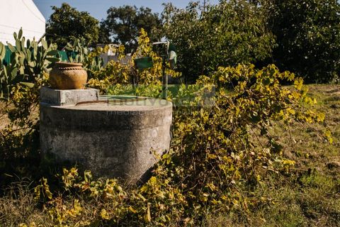 Farm i Coruche, Santarem, Coruche - € 485.000 | Ref: 17/25 - foto 27