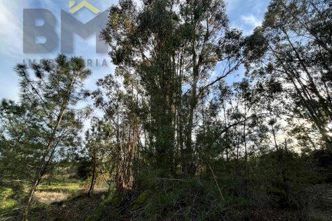 Helårsgrund i Castelo Branco, Castelo Branco, Castelo Branco - € 15.000 | Ref: 4829 - foto 10