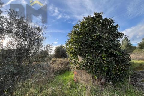 Helårsgrund i Castelo Branco, Castelo Branco, Castelo Branco - € 15.000 | Ref: 4829 - foto 15