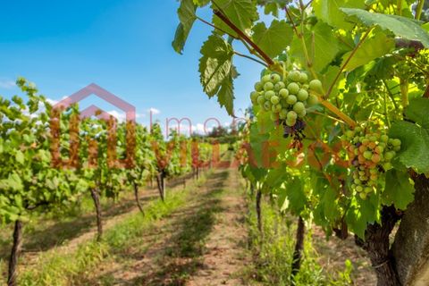 Farm i Amarante, Porto, Amarante - € 795.000 | Ref: MAS_402 - foto 34