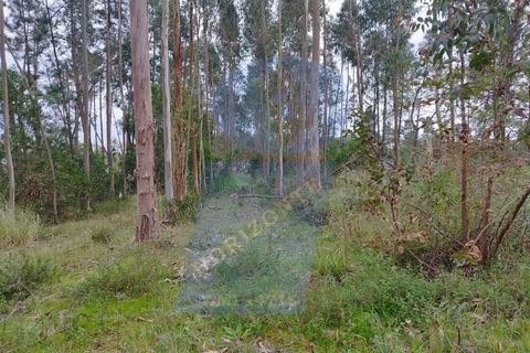 Helårsgrund i Oliveira do Bairro, Aveiro, Oliveira do Bairro - € 50.000 | Ref: TER_1152 - foto 7