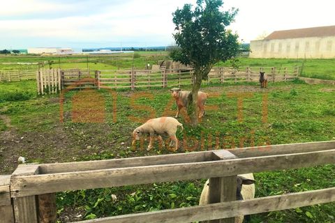 Erhvervsejendom i Alpiarca, Santarem, Alpiarca - € 245.000 | Ref: SAFTI:006412 - foto 45
