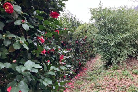 Villa i Capannori, Lucca, Capannori - € 490.000 | Ref: A3306 - foto 21