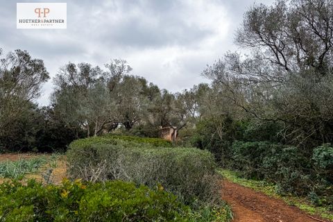 Helårsgrund i Son Mesquida, Mallorca, Son Mesquida - € 675.000 | Ref: 25-024 - foto 6