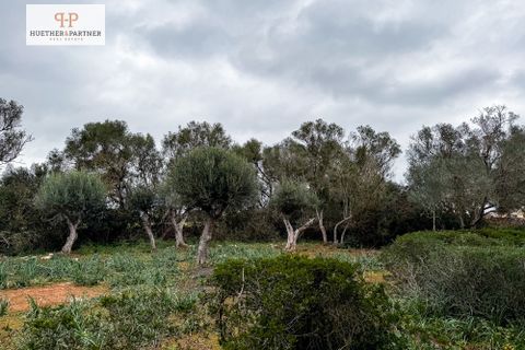 Helårsgrund i Son Mesquida, Mallorca, Son Mesquida - € 675.000 | Ref: 25-024 - foto 8