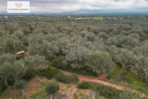 Helårsgrund i Son Mesquida, Mallorca, Son Mesquida - € 675.000 | Ref: 25-024 - foto 10